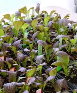 1500 Red Giant Mustard Seeds - Ornamental Japanese Greens Herb Vegetable Brassica - Image 7