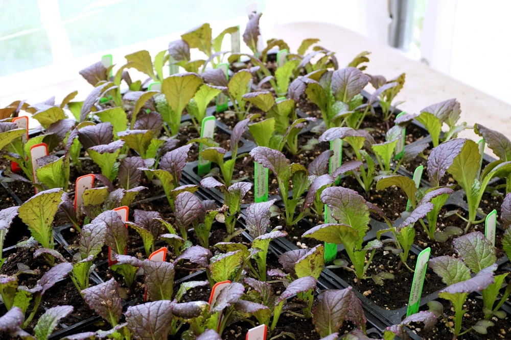 1500 Red Giant Mustard Seeds - Ornamental Japanese Greens Herb Vegetable Brassica - Image 7