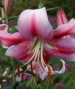 2 Anastasia Orienpet Lily Flower Bulbs - Giant Pink Rose Perennial - Image 2