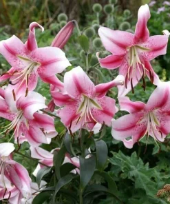 2 Anastasia Orienpet Lily Flower Bulbs - Giant Pink Rose Perennial - Image 3