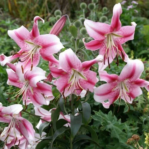 2 Anastasia Orienpet Lily Flower Bulbs - Giant Pink Rose Perennial - Image 3