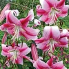 2 Anastasia Orienpet Lily Flower Bulbs - Giant Pink Rose Perennial - Image 1