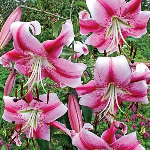2 Anastasia Orienpet Lily Flower Bulbs - Giant Pink Rose Perennial - Image 1