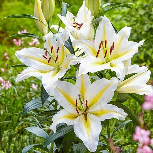 2 Baferrari Oriental Lily Bulbs - Fragrant White Yellow Perennial Flowers Outdoor - Image 2