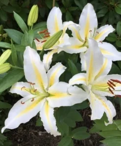 2 Baferrari Oriental Lily Bulbs - Fragrant White Yellow Perennial Flowers Outdoor - Image 3