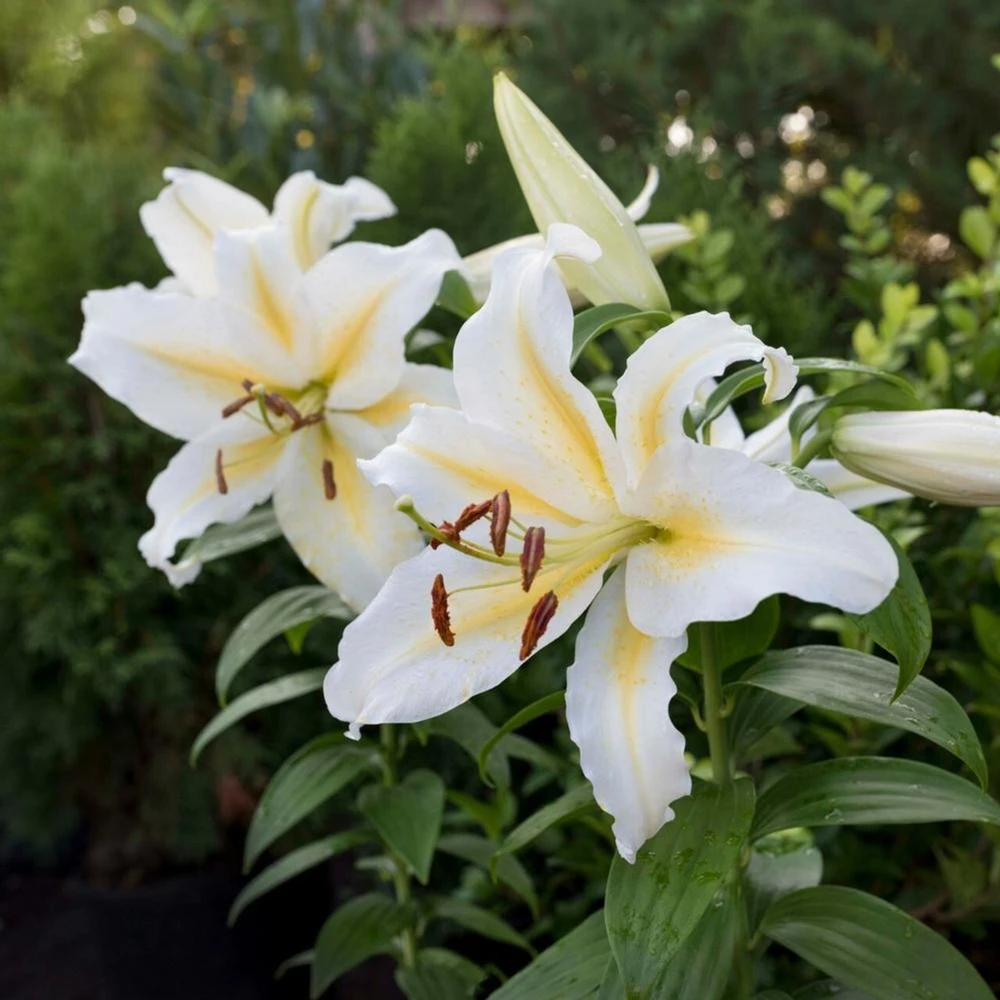 2 Baferrari Oriental Lily Bulbs - Fragrant White Yellow Perennial Flowers Outdoor - Image 4