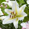 2 Baferrari Oriental Lily Bulbs - Fragrant White Yellow Perennial Flowers Outdoor - Image 1