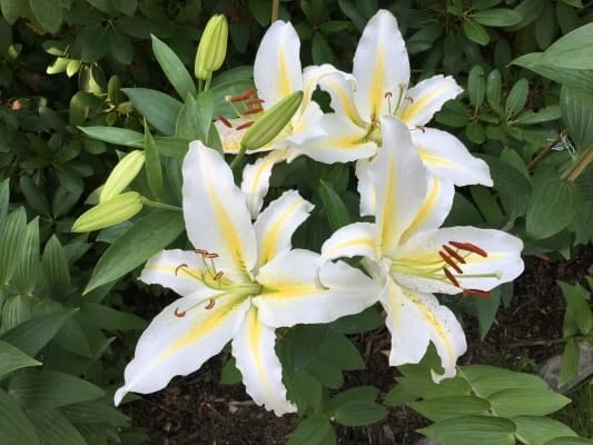 2 Baferrari Oriental Lily Bulbs - Very Fragrant Perennial Flowers - Outdoor - Image 2