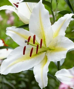 2 Baferrari Oriental Lily Bulbs - Very Fragrant Perennial Flowers - Outdoor - Image 3