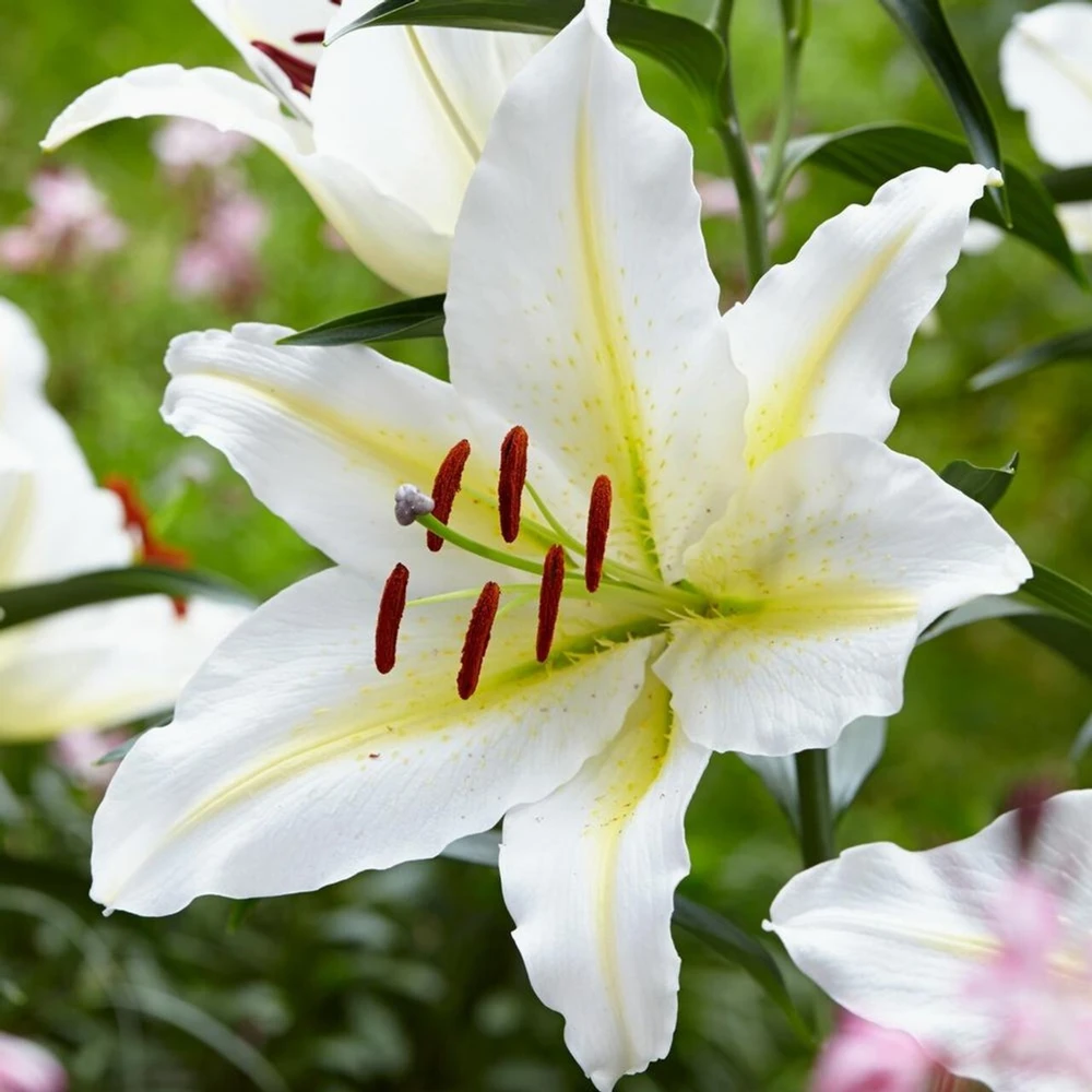 2 Baferrari Oriental Lily Bulbs - Very Fragrant Perennial Flowers - Outdoor - Image 3