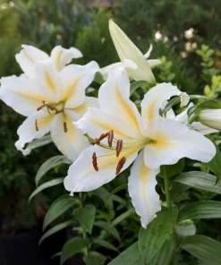 2 Baferrari Oriental Lily Bulbs - Very Fragrant Perennial Flowers - Outdoor - Image 4