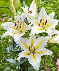 2 Baferrari Oriental Lily Bulbs - Very Fragrant Perennial Flowers - Outdoor - Image 1