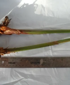 2 Bird of Paradise Rhizomes Live – Strelitzia reginae Tropical Flower Plant, Exotic Crane Flower Garden Starter Plants - Image 2