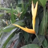2 Bird of Paradise Rhizomes Live – Strelitzia reginae Tropical Flower Plant, Exotic Crane Flower Garden Starter Plants - Image 1