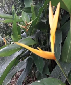 2 Bird of Paradise Rhizomes Live – Strelitzia reginae Tropical Flower Plant, Exotic Crane Flower Garden Starter Plants - Image 1
