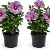 2 Blue Lavender Hibiscus Live Plants 4-6 Inch Tall – Tropical Flowering Shrub - Image 1