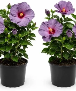 2 Blue Lavender Hibiscus Live Plants 4-6 Inch Tall – Tropical Flowering Shrub - Image 1