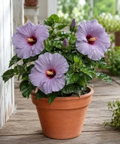 2 Blue Lavender Hibiscus Live Plants 4-6 Inch Tall – Tropical Flowering Shrub - Image 4