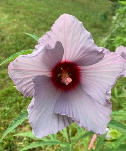 2 Blue Lavender Hibiscus Live Plants 4-6 Inch Tall – Tropical Flowering Shrub - Image 5