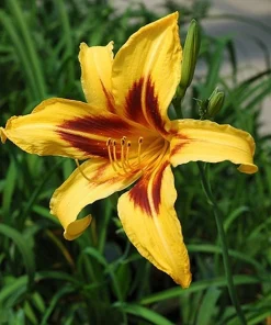 2 Bonanza Daylily Bare Root Plants - Yellow Perennial Flower Outdoor - Image 3