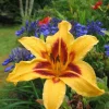 2 Bonanza Daylily Bare Root Plants - Yellow Perennial Flower Outdoor - Image 1