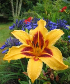 2 Bonanza Daylily Bare Root Plants - Yellow Perennial Flower Outdoor - Image 1