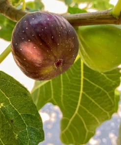 2 Brown Turkey Fig Shrubs - Live Plant - 4-10