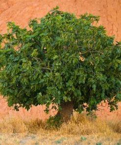 2 Brown Turkey Fig Shrubs - Live Plant - 4-10
