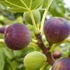 2 Brown Turkey Fig Shrubs - Live Plant - 4-10" Tall - 3" Pots - Ficus carica - Image 1