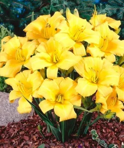 2 Buttered Popcorn Reblooming Daylily Perennial Bare Root Plants - Yellow Hemerocallis Outdoor - Image 2