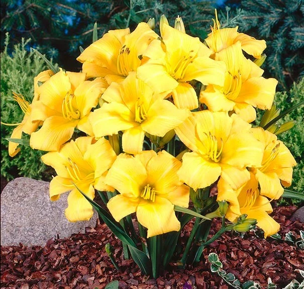 2 Buttered Popcorn Reblooming Daylily Perennial Bare Root Plants - Yellow Hemerocallis Outdoor - Image 2