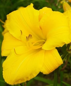 2 Buttered Popcorn Reblooming Daylily Perennial Bare Root Plants - Yellow Hemerocallis Outdoor - Image 3