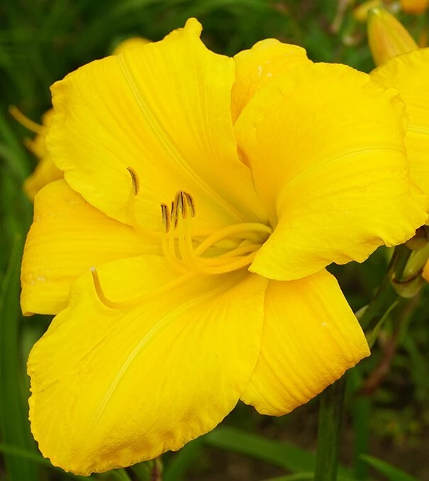 2 Buttered Popcorn Reblooming Daylily Perennial Bare Root Plants - Yellow Hemerocallis Outdoor - Image 3