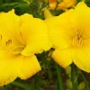 2 Buttered Popcorn Reblooming Daylily Perennial Bare Root Plants - Yellow Hemerocallis Outdoor - Image 1
