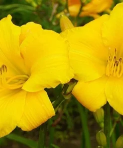 2 Buttered Popcorn Reblooming Daylily Perennial Bare Root Plants - Yellow Hemerocallis Outdoor - Image 1