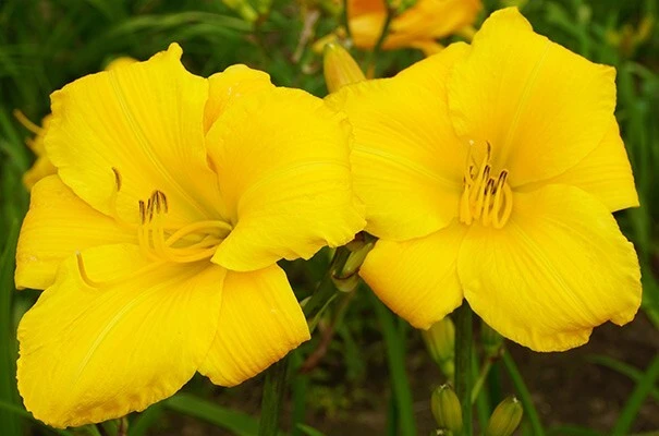 2 Buttered Popcorn Reblooming Daylily Perennial Bare Root Plants - Yellow Hemerocallis Outdoor - Image 1