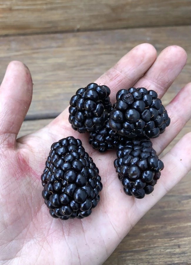 2 Caddo Thornless Blackberry Live Plants - 1-2 Year Old Berry Bushes, Outdoor - Image 2