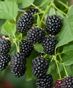 2 Caddo Thornless Blackberry Live Plants - 1-2 Year Old Berry Bushes, Outdoor - Image 1