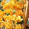 2 California Gold Bougainvillea Live Plants - Yellow Flower Plant Starter - Image 1