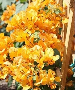 2 California Gold Bougainvillea Live Plants - Yellow Flower Plant Starter - Image 1