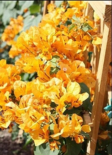 2 California Gold Bougainvillea Live Plants - Yellow Flower Plant Starter - Image 1