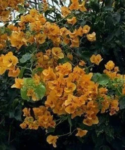2 California Gold Bougainvillea Live Plants - Yellow Flower Plant Starter - Image 2