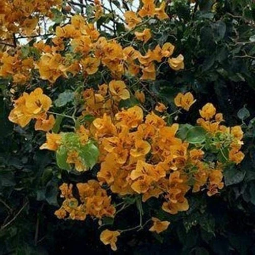 2 California Gold Bougainvillea Live Plants - Yellow Flower Plant Starter - Image 2
