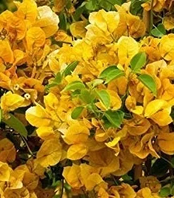 2 California Gold Bougainvillea Live Plants - Yellow Flower Plant Starter - Image 3