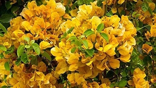 2 California Gold Bougainvillea Live Plants - Yellow Flower Plant Starter - Image 3