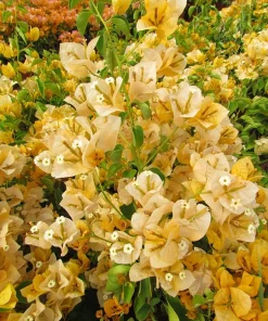 2 California Gold Bougainvillea Live Plants - Yellow Flower Plant Starter - Image 4