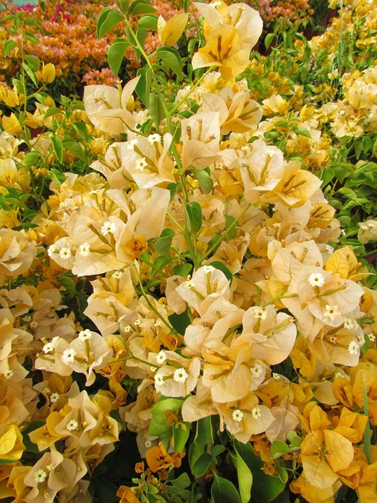 2 California Gold Bougainvillea Live Plants - Yellow Flower Plant Starter - Image 4