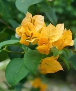 2 California Gold Bougainvillea Live Plants - Yellow Flower Plant Starter - Image 5