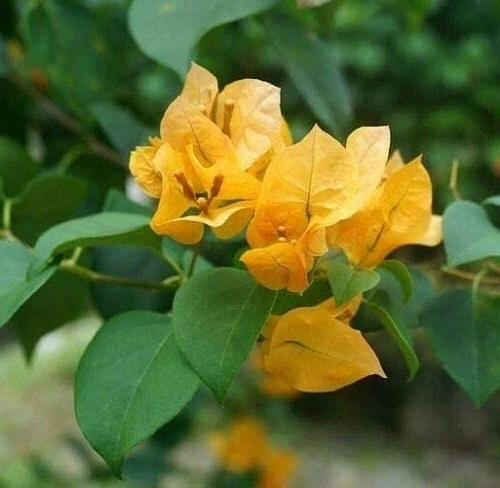 2 California Gold Bougainvillea Live Plants - Yellow Flower Plant Starter - Image 5