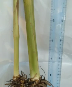 2 Canna Lily Rhizomes Live – Mixed Color Flowering Plant Bulbs – Tropical Garden - Image 2